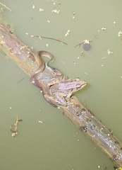 Drymobius margaritiferus