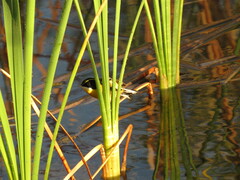 Tachuris rubrigastra