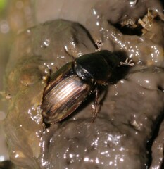 Melinopterus