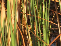 Phleocryptes melanops