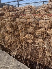 Allium schoenoprasum