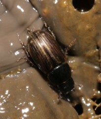 Melinopterus