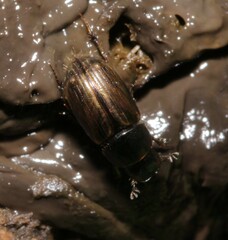 Melinopterus