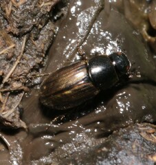 Melinopterus