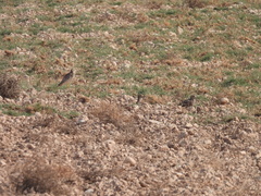 Burhinus oedicnemus