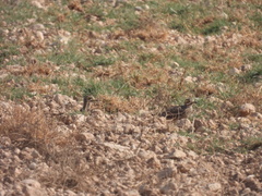 Burhinus oedicnemus