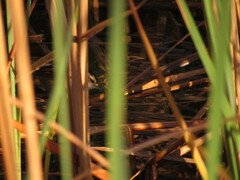 Phleocryptes melanops