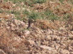 Burhinus oedicnemus
