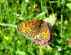 Melitaea aurelia