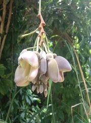 Mucuna urens