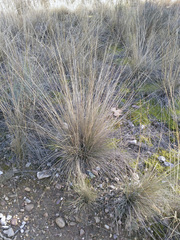 Stipa