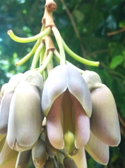 Mucuna urens