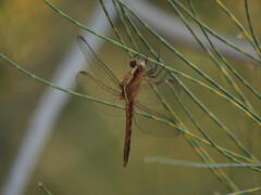 Libellulidae