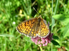 Melitaea aurelia