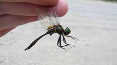 Somatochlora walshii