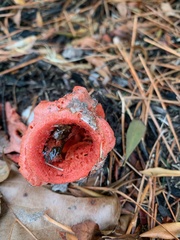 Clathrus columnatus