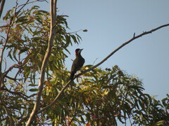 Colaptes melanochloros