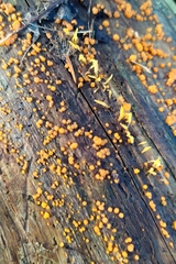 Dacrymyces stillatus