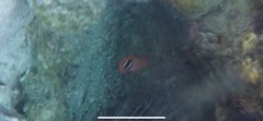 Apogon maculatus