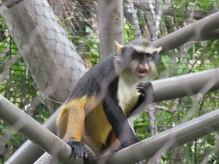 Cercopithecus wolfi wolfi