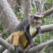 Congo Basin Wolf's Monkey - Photo (c) Walker Shaw, some rights reserved (CC BY-NC), uploaded by Walker Shaw