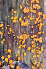 Dacrymyces stillatus