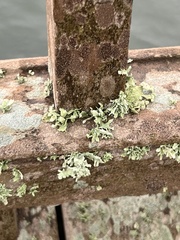 Ramalina complanata