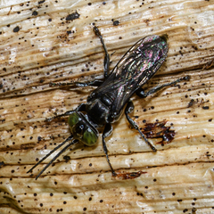 Tachysphex nigerrimus