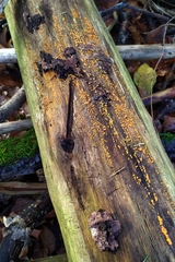 Dacrymyces stillatus