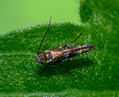 Zapyrastra calliphana