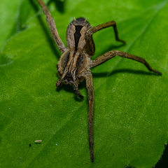 Argoctenus