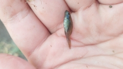 Hypseleotris