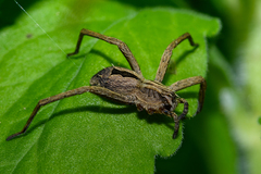 Argoctenus