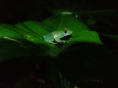 Cochranella euknemos