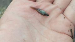 Hypseleotris