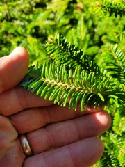 Abies balsamea