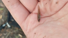 Hypseleotris