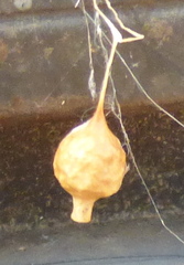 Neospintharus trigonum