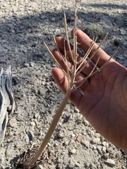 Caulanthus crassicaulis