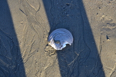 Semele decisa