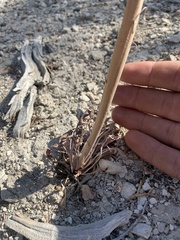 Caulanthus crassicaulis