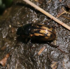 Chilothorax