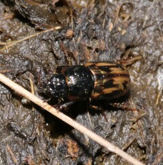 Chilothorax