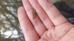 Hypseleotris