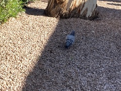 Columba livia domestica