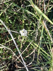 Lobularia maritima