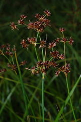 Juncus acutiflorus