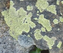 Rhizocarpon geographicum