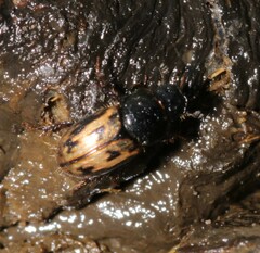 Chilothorax