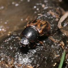 Chilothorax